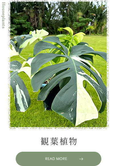 bnrhalf_houseplants_off