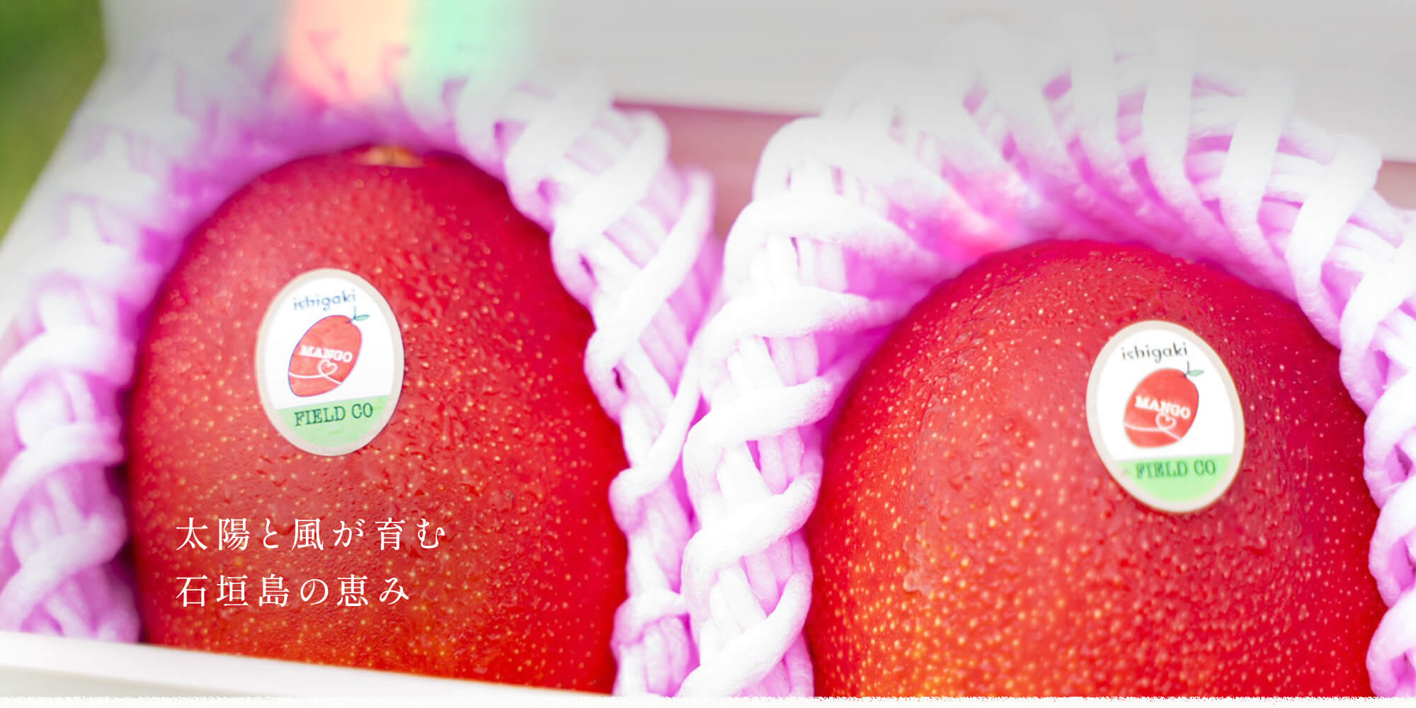 太陽と風が育む、石垣島の恵み